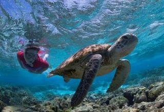 Lady Elliot Island Eco Resort ภายนอก รูปภาพ