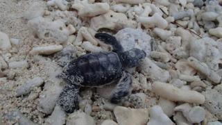 Lady Elliot Island Eco Resort ภายนอก รูปภาพ