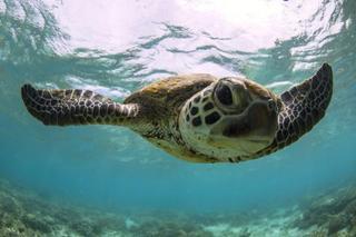 Lady Elliot Island Eco Resort ภายนอก รูปภาพ