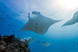 Lady Elliot Island Eco Resort ภายนอก รูปภาพ