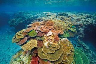 Lady Elliot Island Eco Resort ภายนอก รูปภาพ
