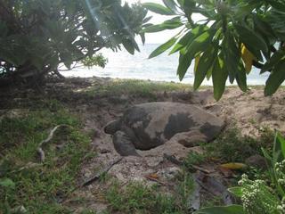 Lady Elliot Island Eco Resort ภายนอก รูปภาพ